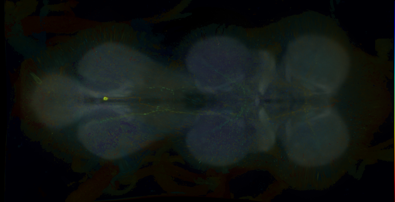P{GMR16H09-GAL4} expression pattern
