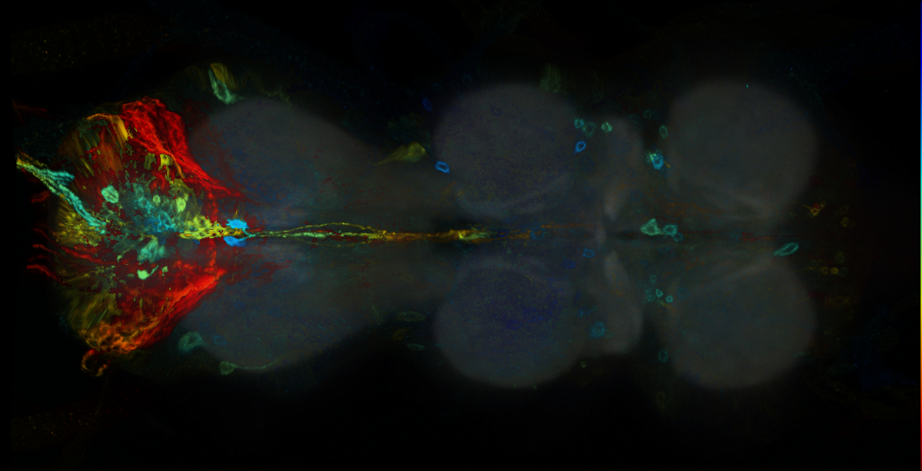 P{GMR16H11-GAL4} expression pattern
