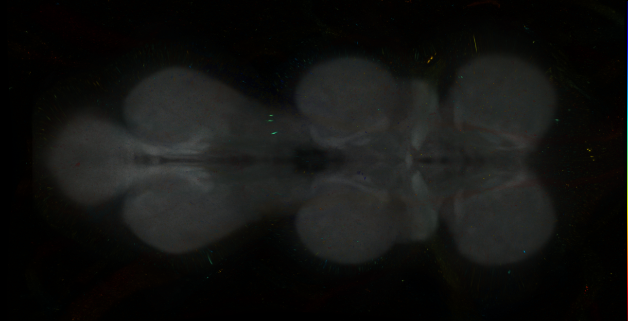P{GMR16H12-GAL4} expression pattern
