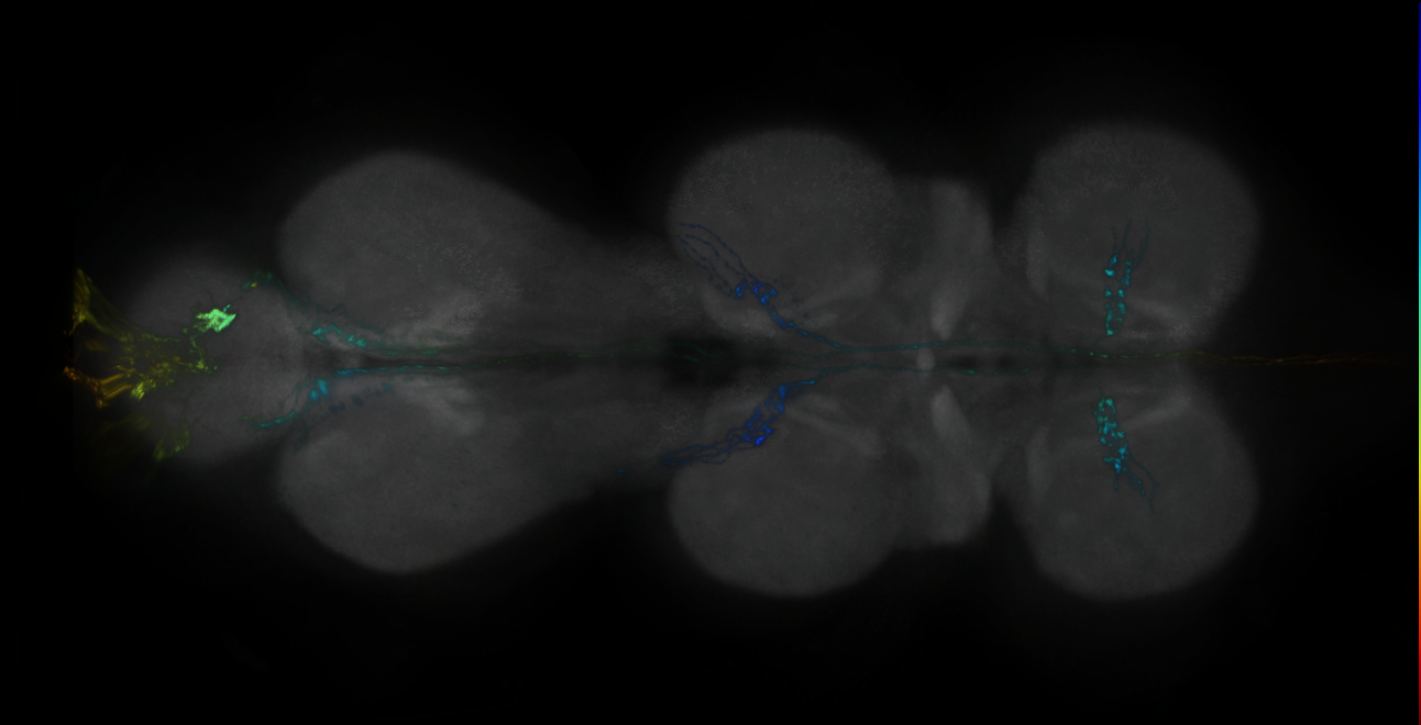 P{GMR17C02-GAL4} expression pattern