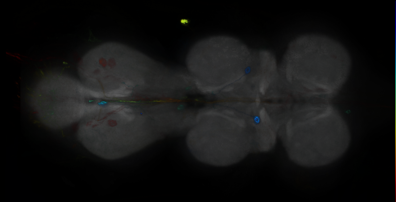 P{GMR17C06-GAL4} expression pattern