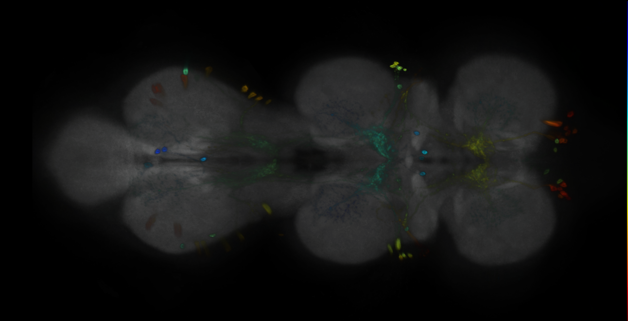P{GMR17C09-GAL4} expression pattern