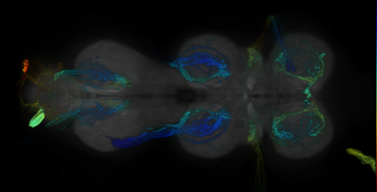 P{GMR17C10-GAL4} expression pattern