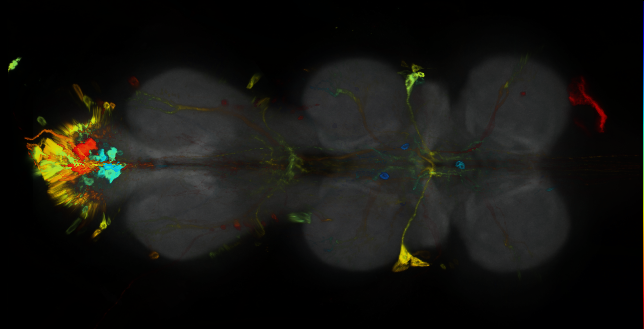 P{GMR17D02-GAL4} expression pattern