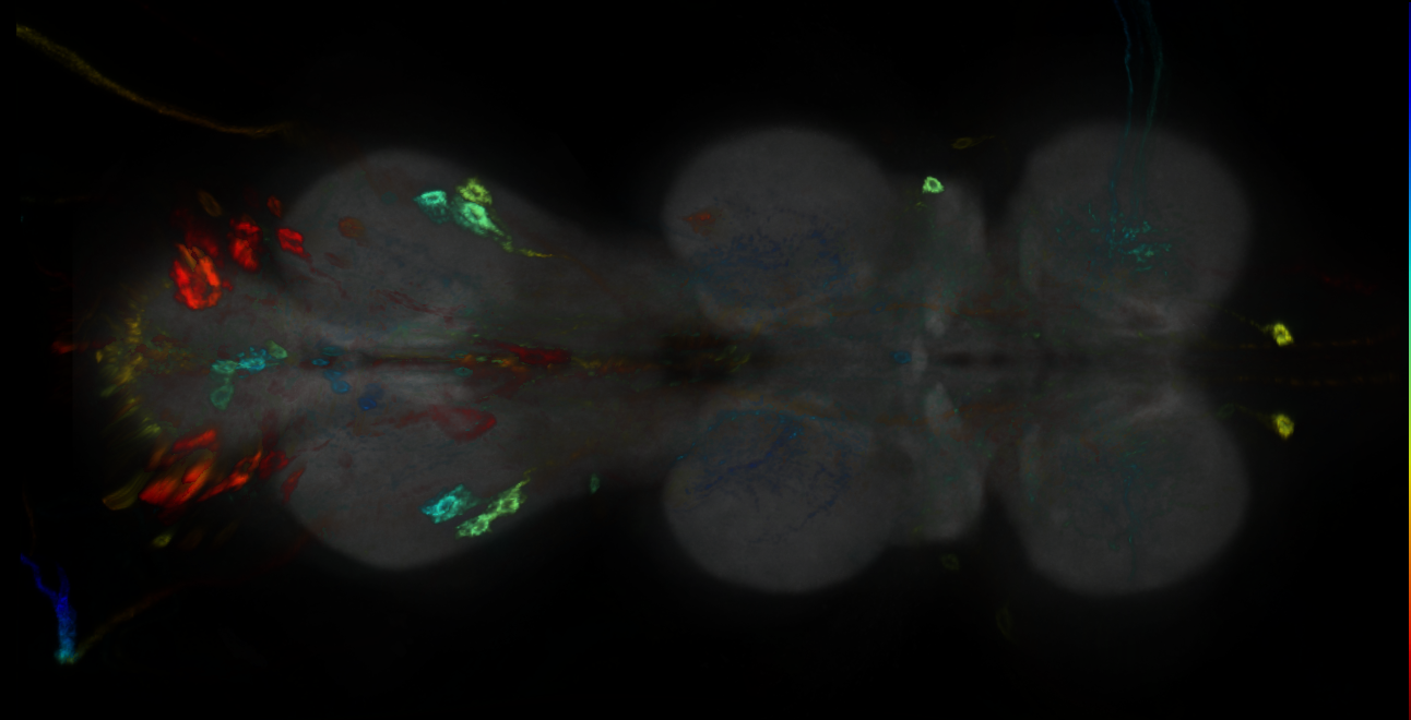 P{GMR17D12-GAL4} expression pattern