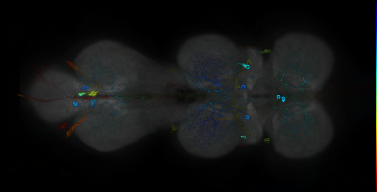 P{GMR17F11-GAL4} expression pattern