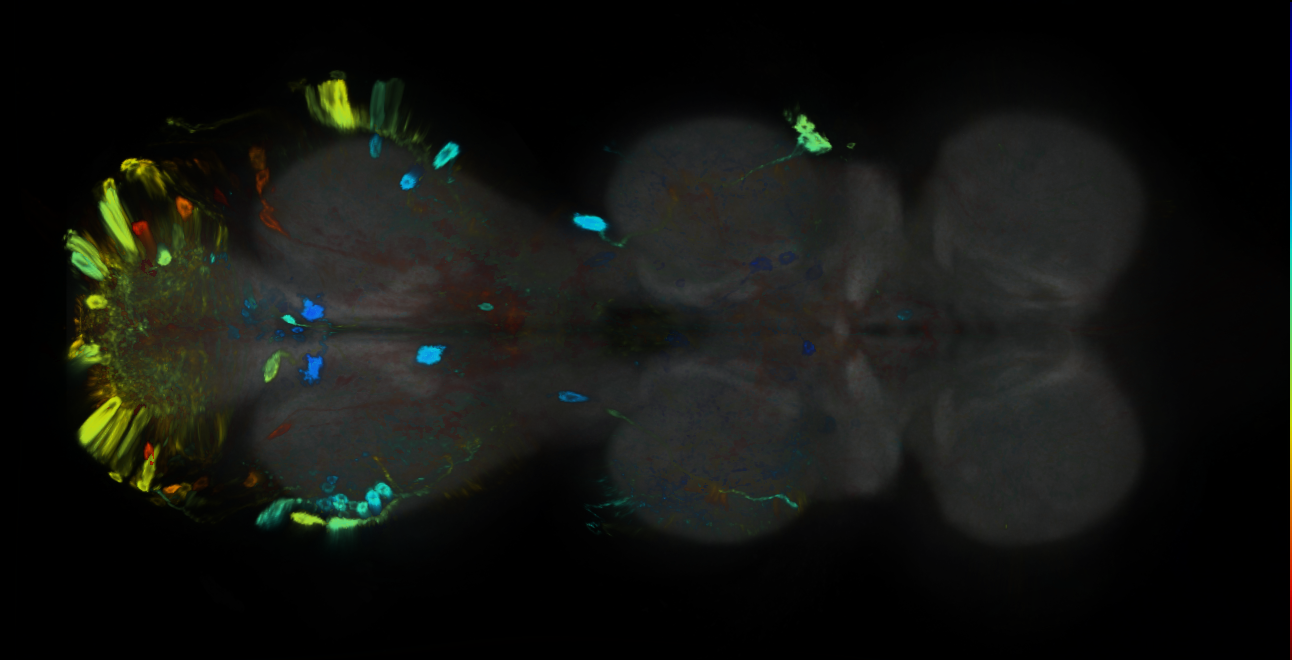 P{GMR17H01-GAL4} expression pattern