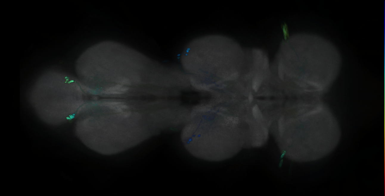 P{GMR17H12-GAL4} expression pattern