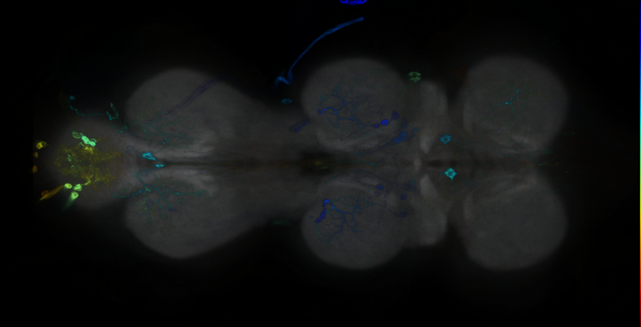 P{GMR18D12-GAL4} expression pattern