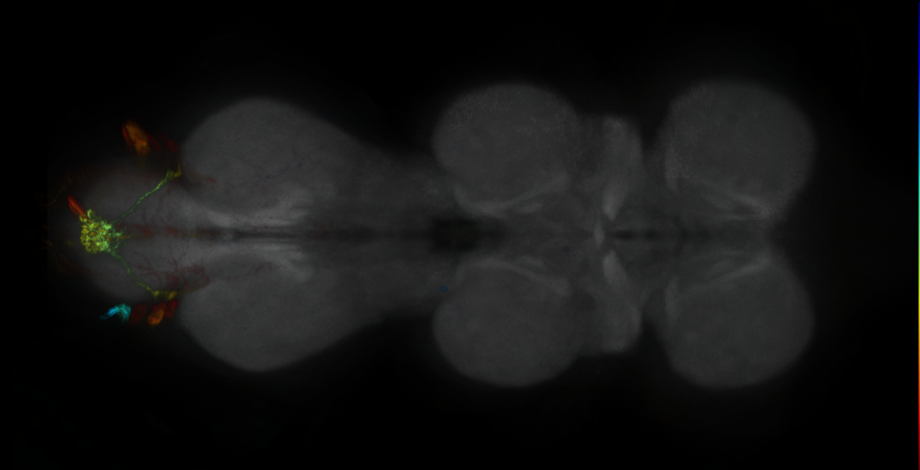 P{GMR18E12-GAL4} expression pattern