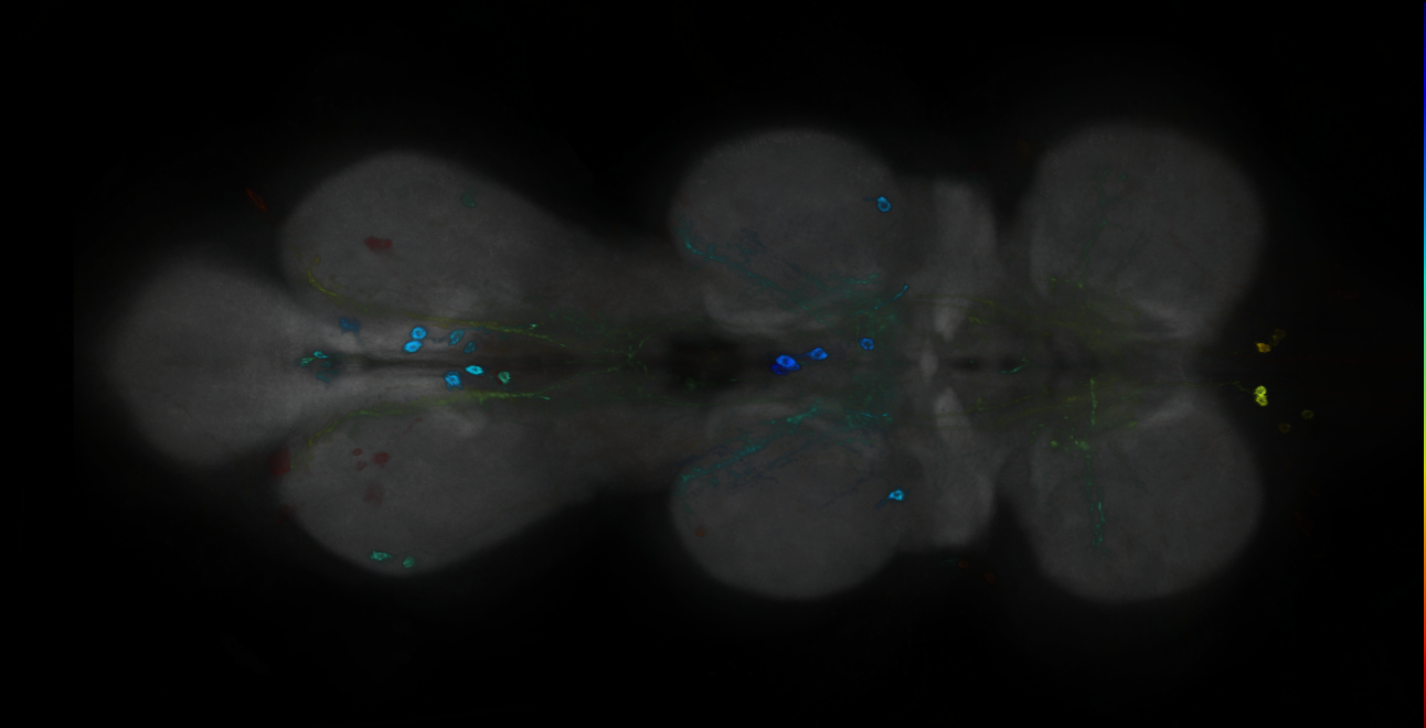 P{GMR18F09-GAL4} expression pattern