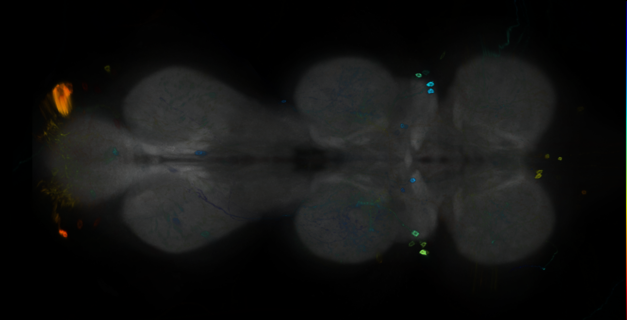 P{GMR18H07-GAL4} expression pattern