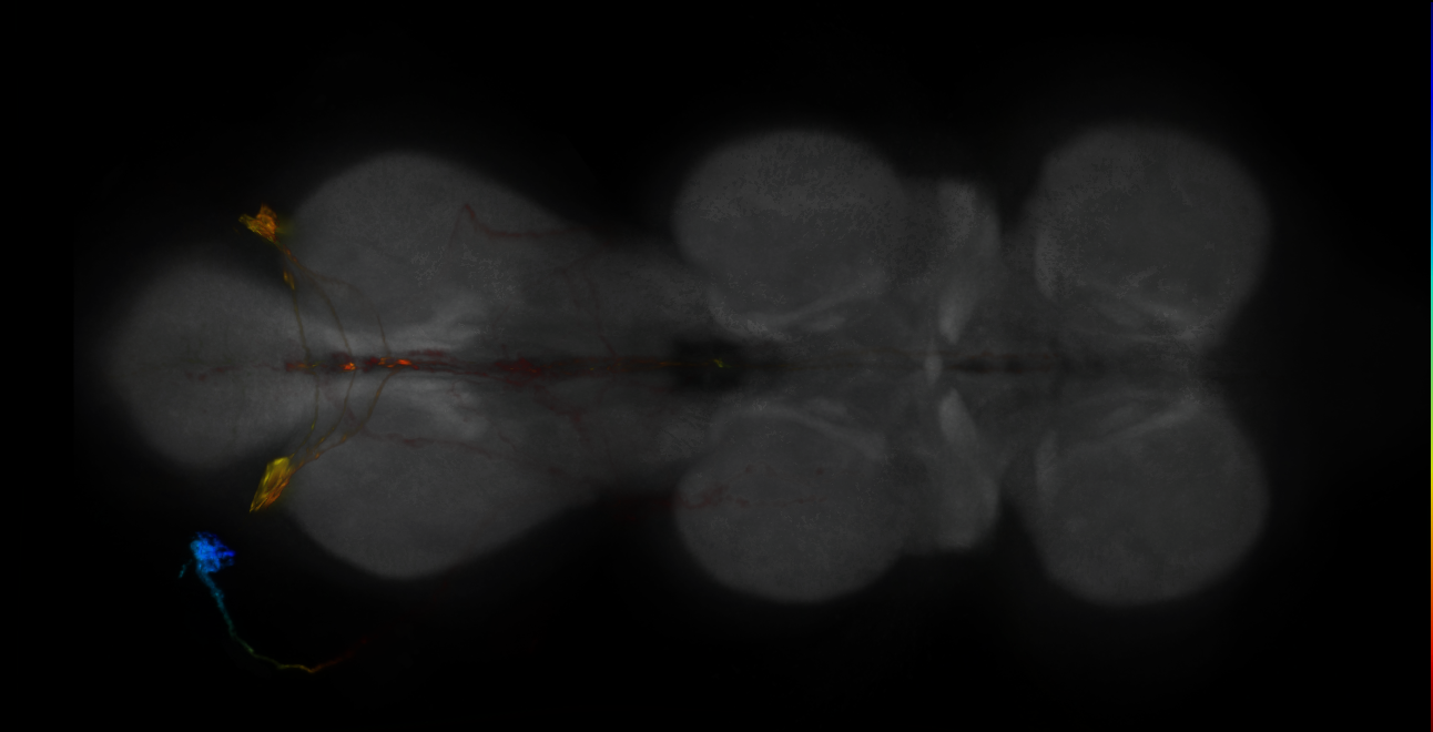 P{GMR19A05-GAL4} expression pattern