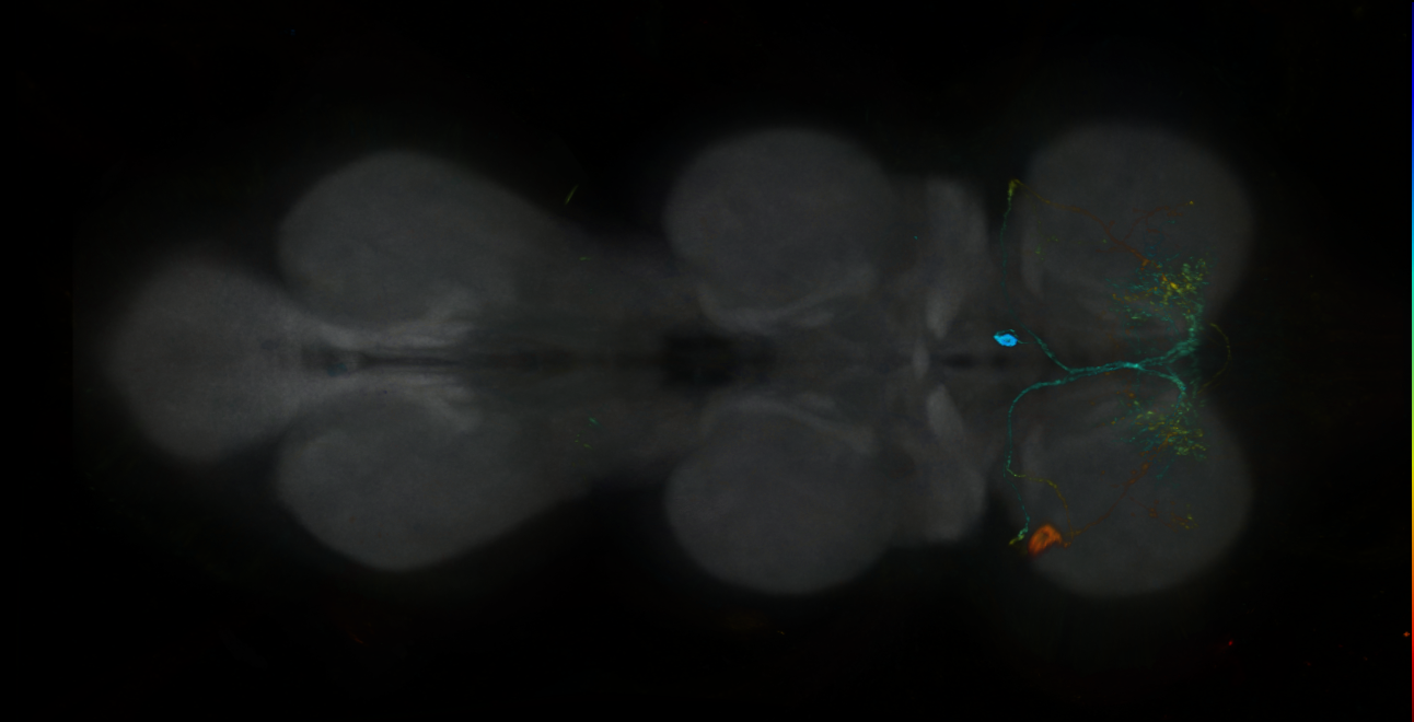 P{GMR19A06-GAL4} expression pattern