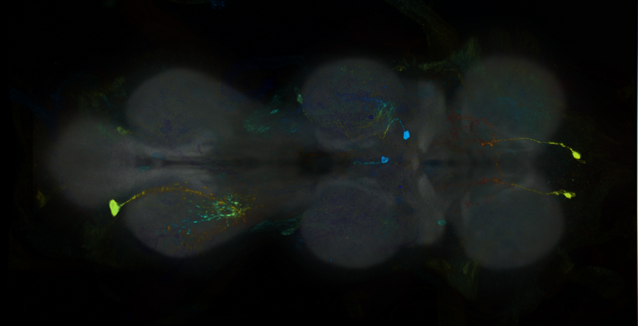 P{GMR19B03-GAL4} expression pattern