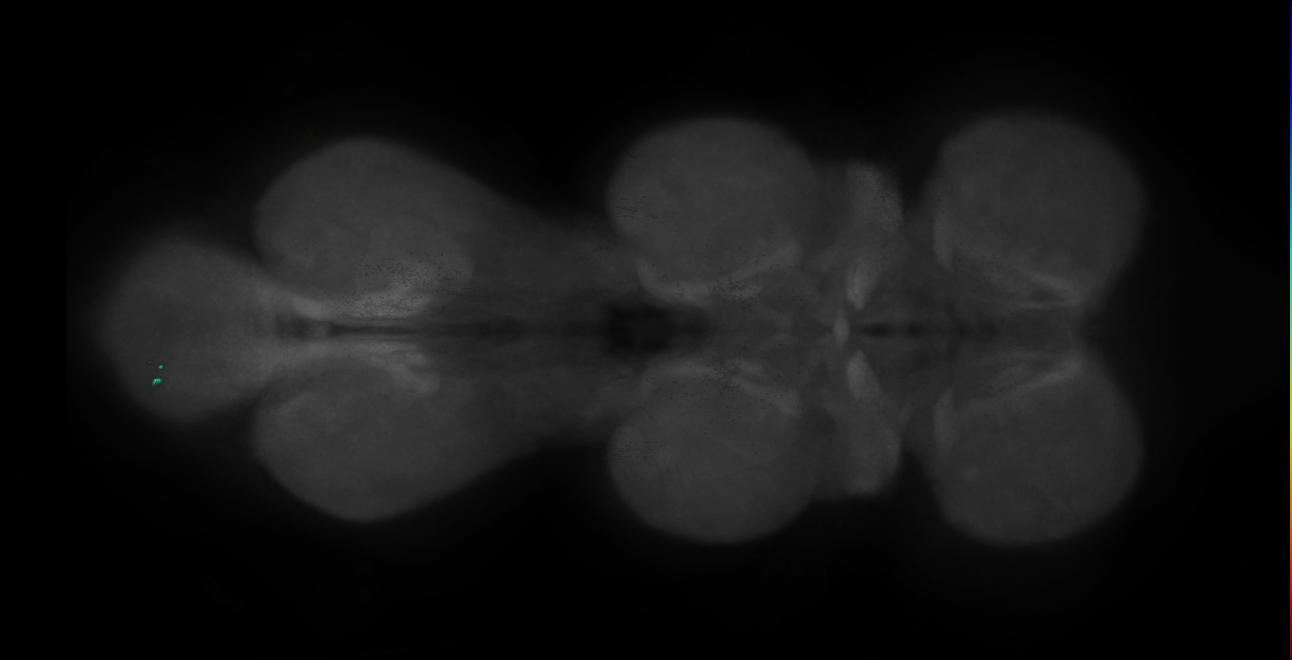P{GMR19C03-GAL4} expression pattern