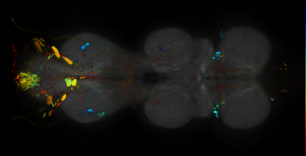 P{GMR19C05-GAL4} expression pattern