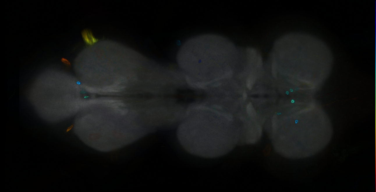 P{GMR19D05-GAL4} expression pattern
