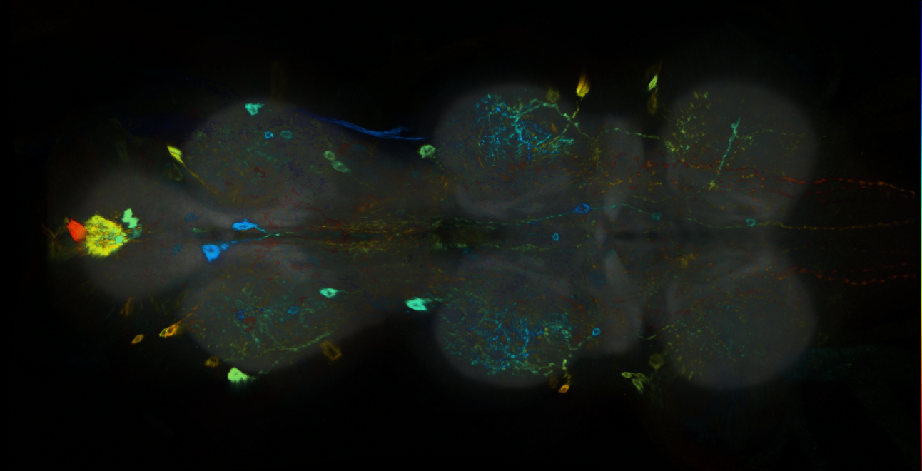 P{GMR19D08-GAL4} expression pattern