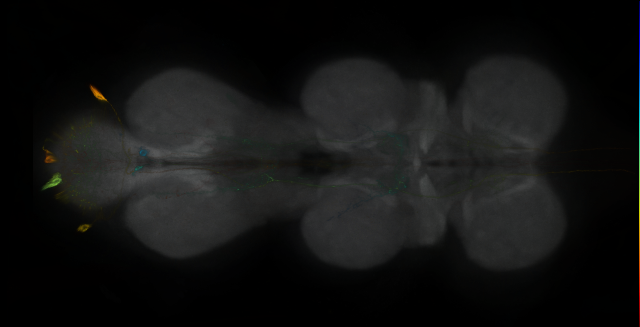 P{GMR19E11-GAL4} expression pattern