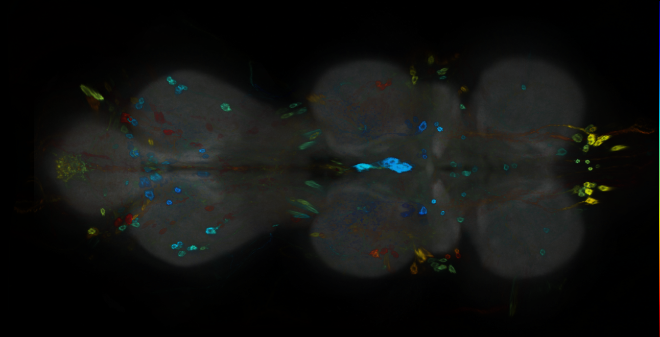 P{GMR19F01-GAL4} expression pattern