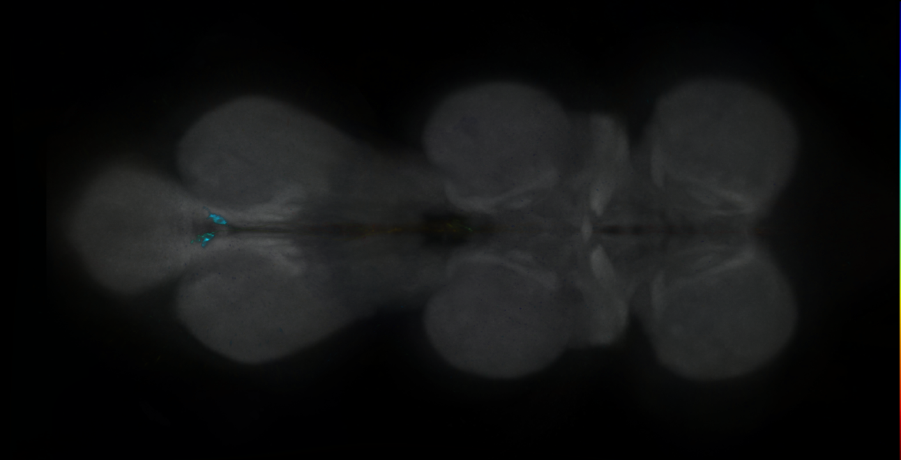 P{GMR19F04-GAL4} expression pattern