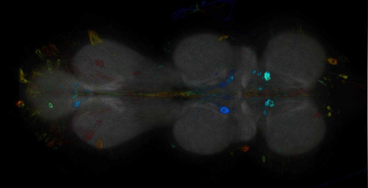 P{GMR19F11-GAL4} expression pattern