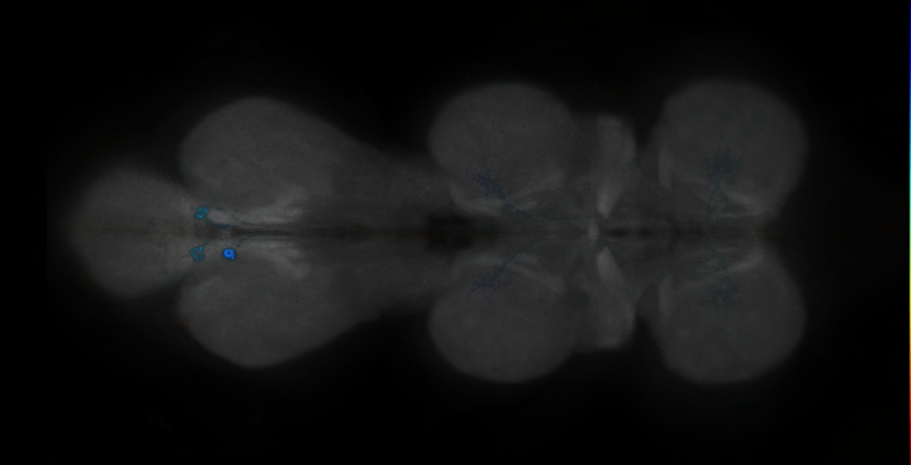 P{GMR19G02-GAL4} expression pattern