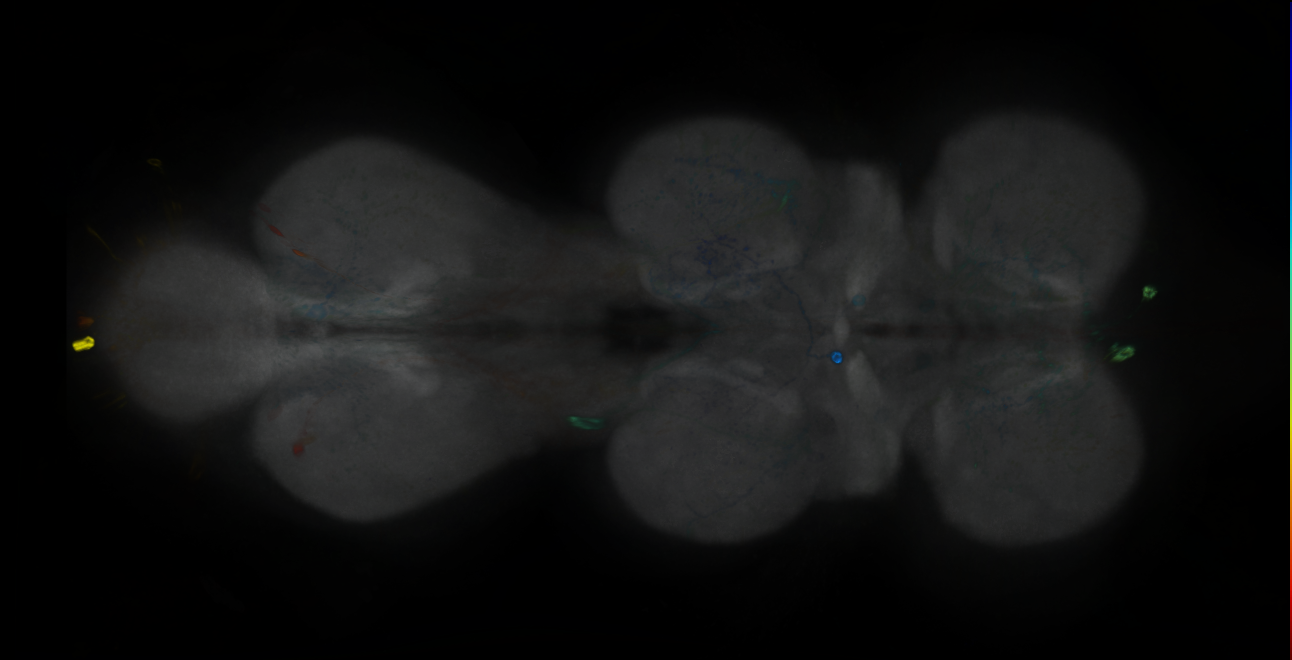 P{GMR19G03-GAL4} expression pattern