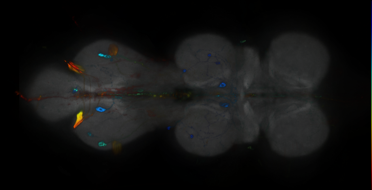 P{GMR19G05-GAL4} expression pattern