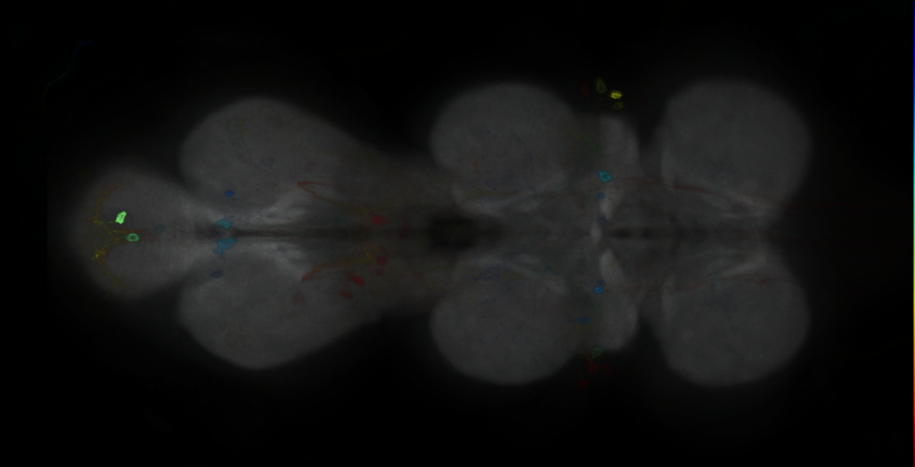 P{GMR19G07-GAL4} expression pattern
