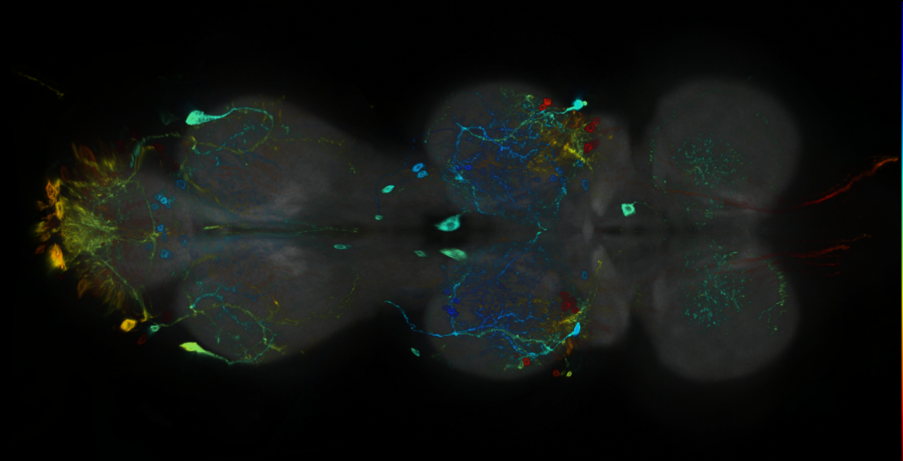 P{GMR19H09-GAL4} expression pattern