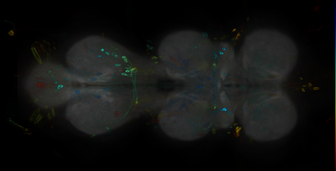 P{GMR19H11-GAL4} expression pattern