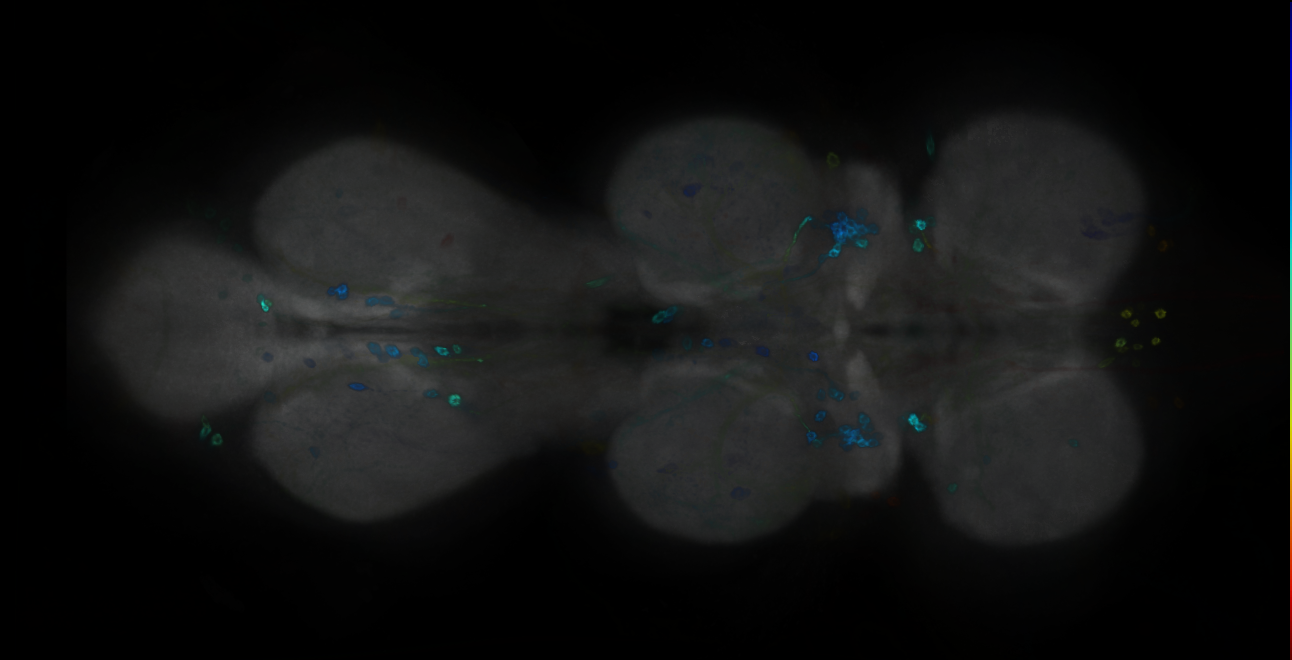 P{GMR19H12-GAL4} expression pattern