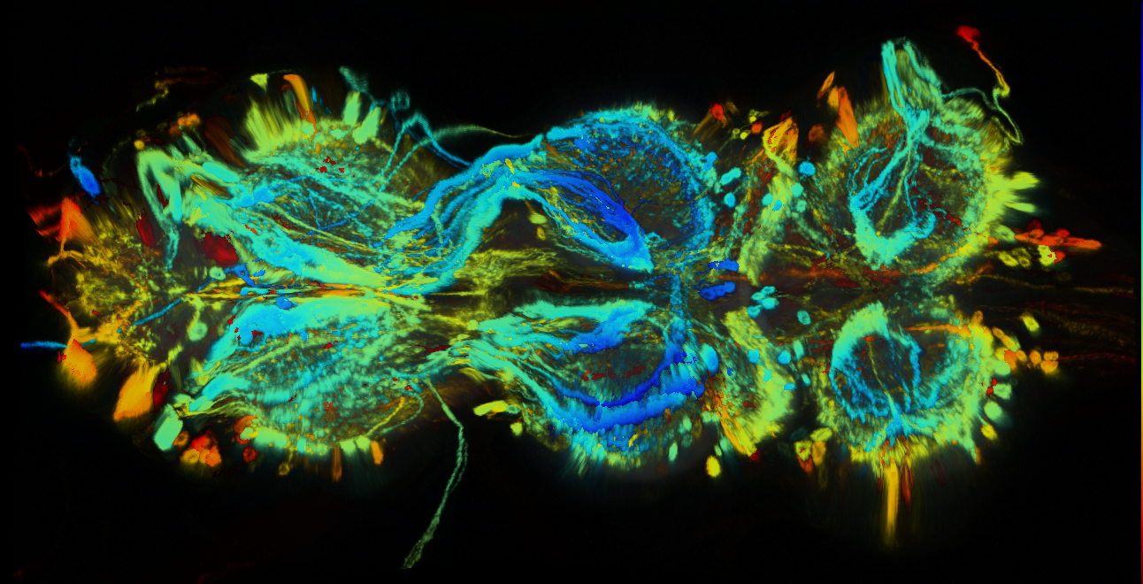 P{GMR20C09-GAL4} expression pattern