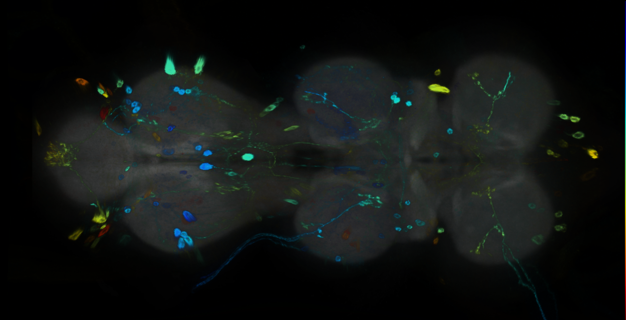 P{GMR20C12-GAL4} expression pattern