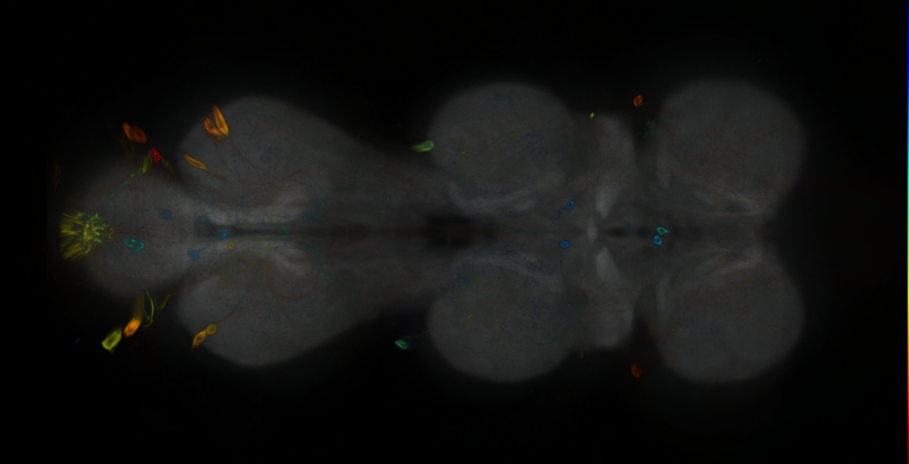 P{GMR20D02-GAL4} expression pattern