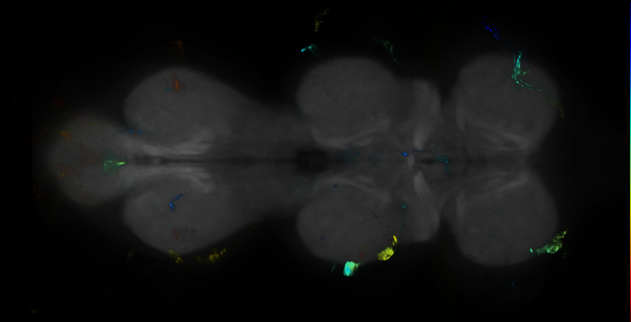 P{GMR20D08-GAL4} expression pattern