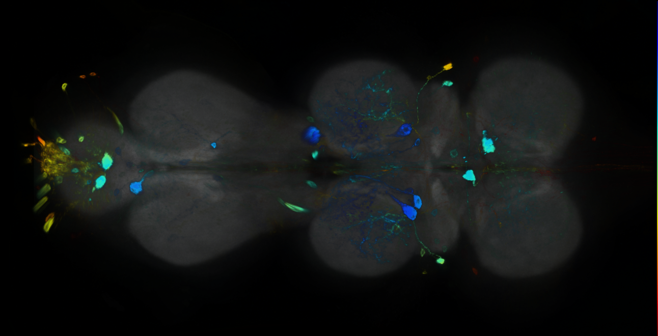 P{GMR20G03-GAL4} expression pattern