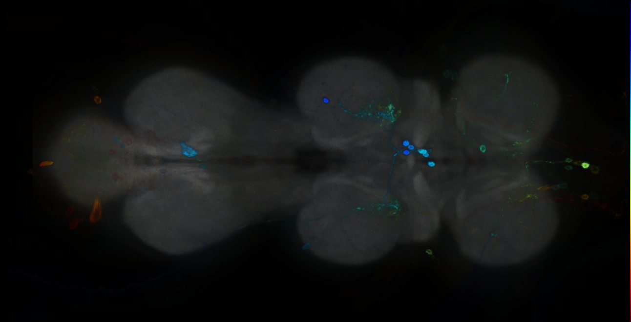 P{GMR20G06-GAL4} expression pattern