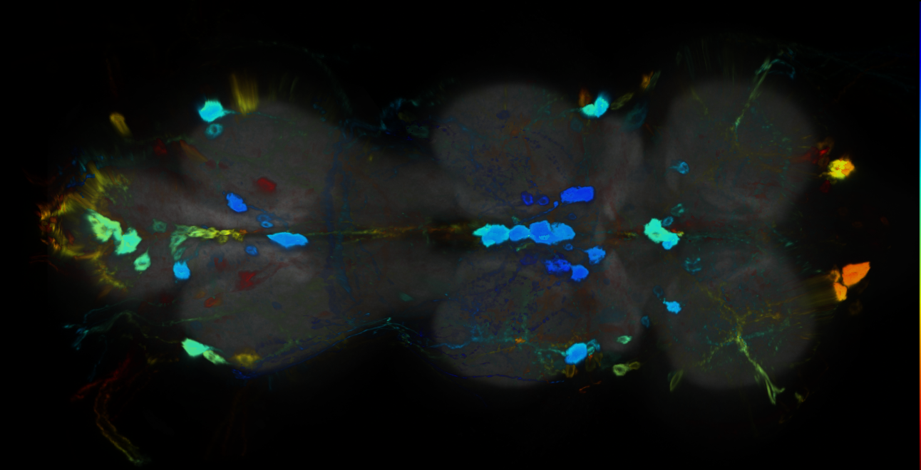 P{GMR21A05-GAL4} expression pattern