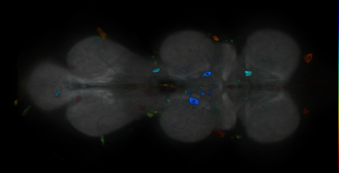 P{GMR21A12-GAL4} expression pattern