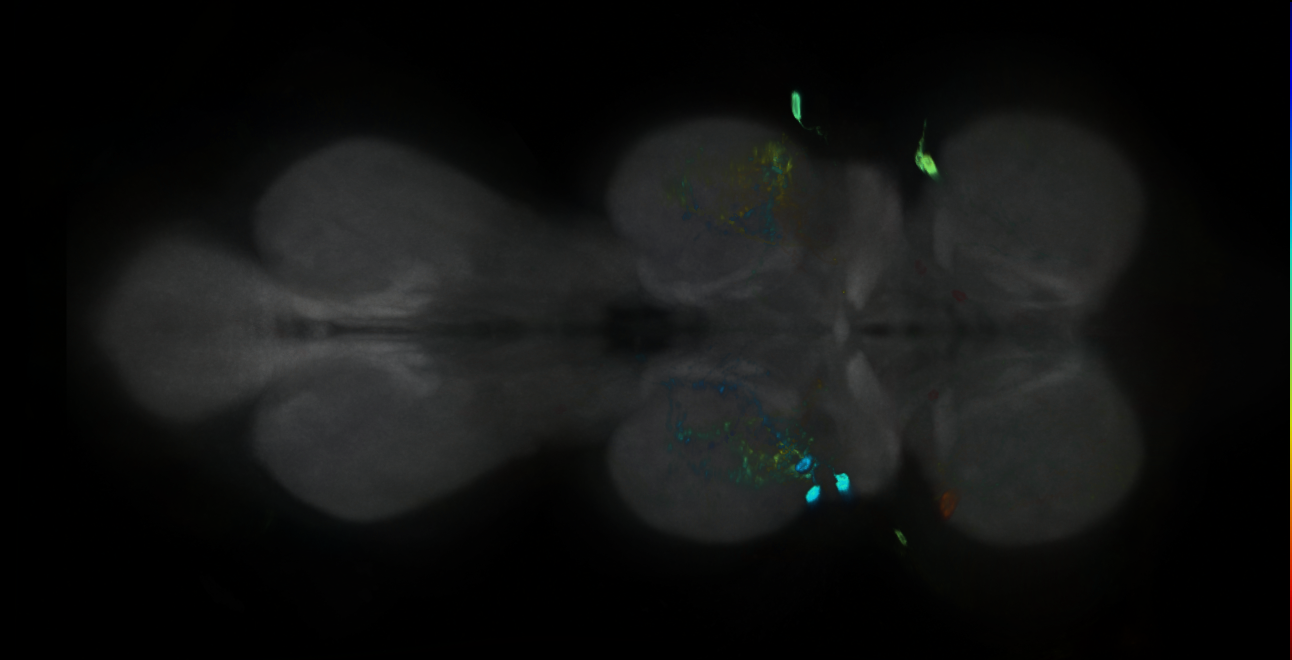P{GMR21B02-GAL4} expression pattern