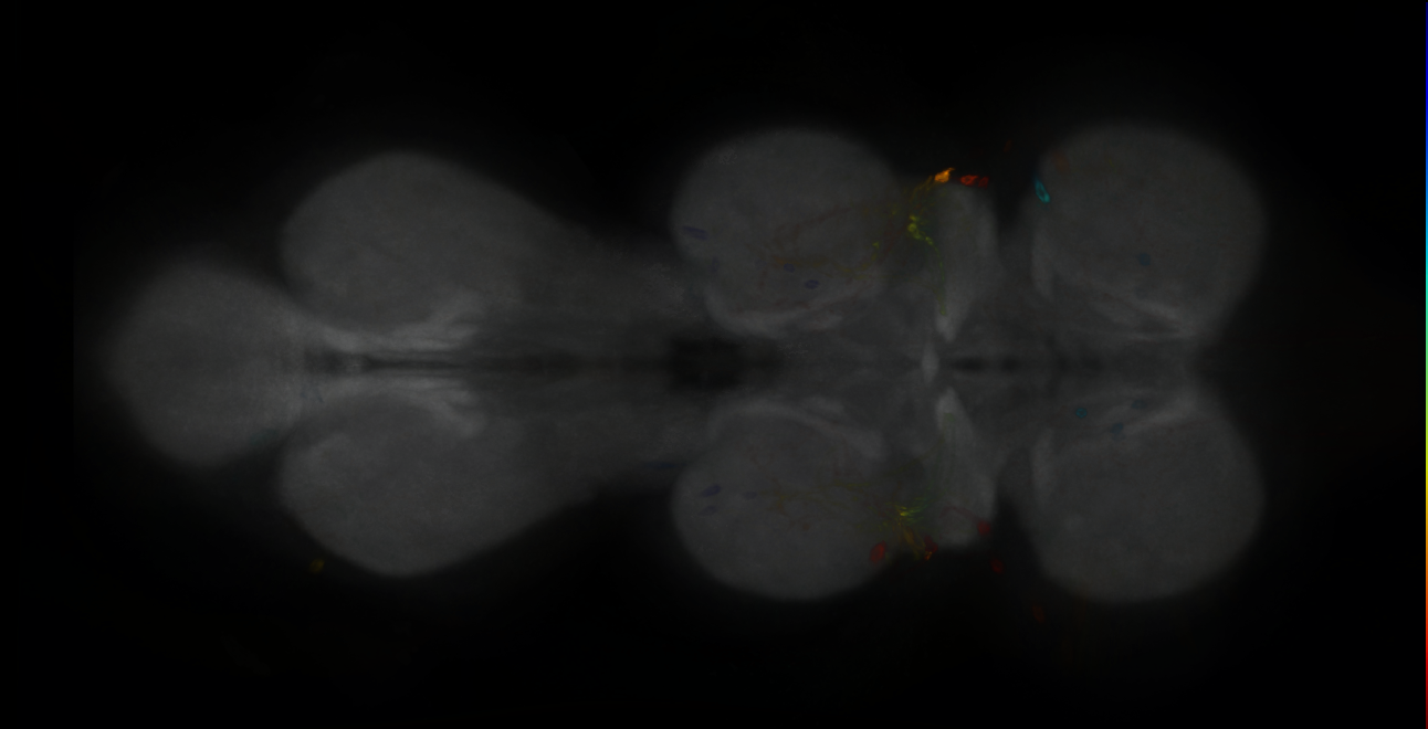 P{GMR21B02-GAL4} expression pattern