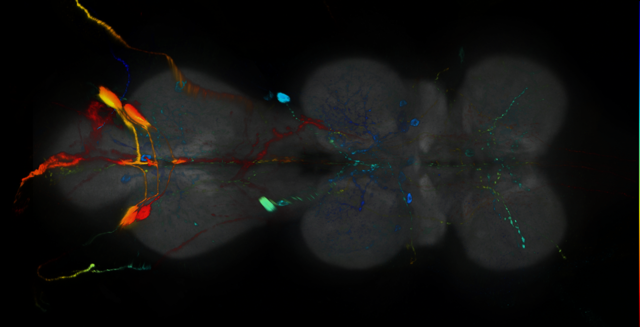 P{GMR21B06-GAL4} expression pattern