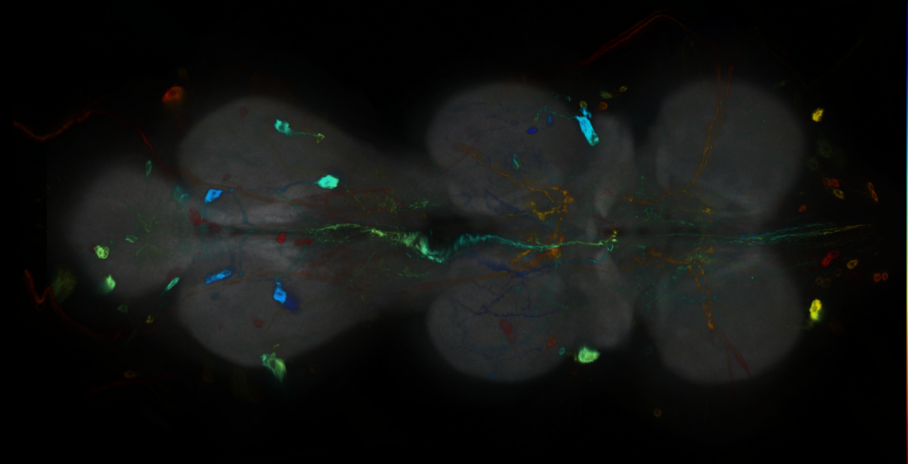 P{GMR21B12-GAL4} expression pattern
