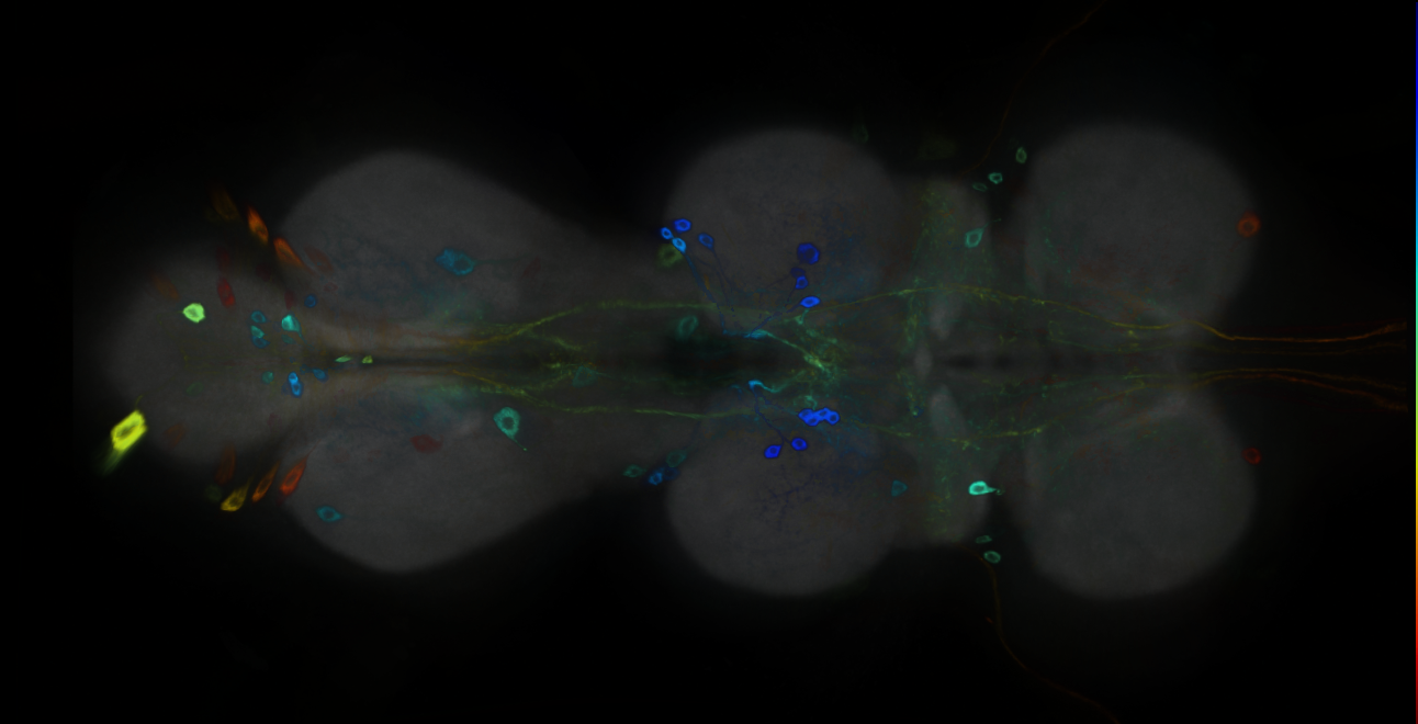 P{GMR21C01-GAL4} expression pattern