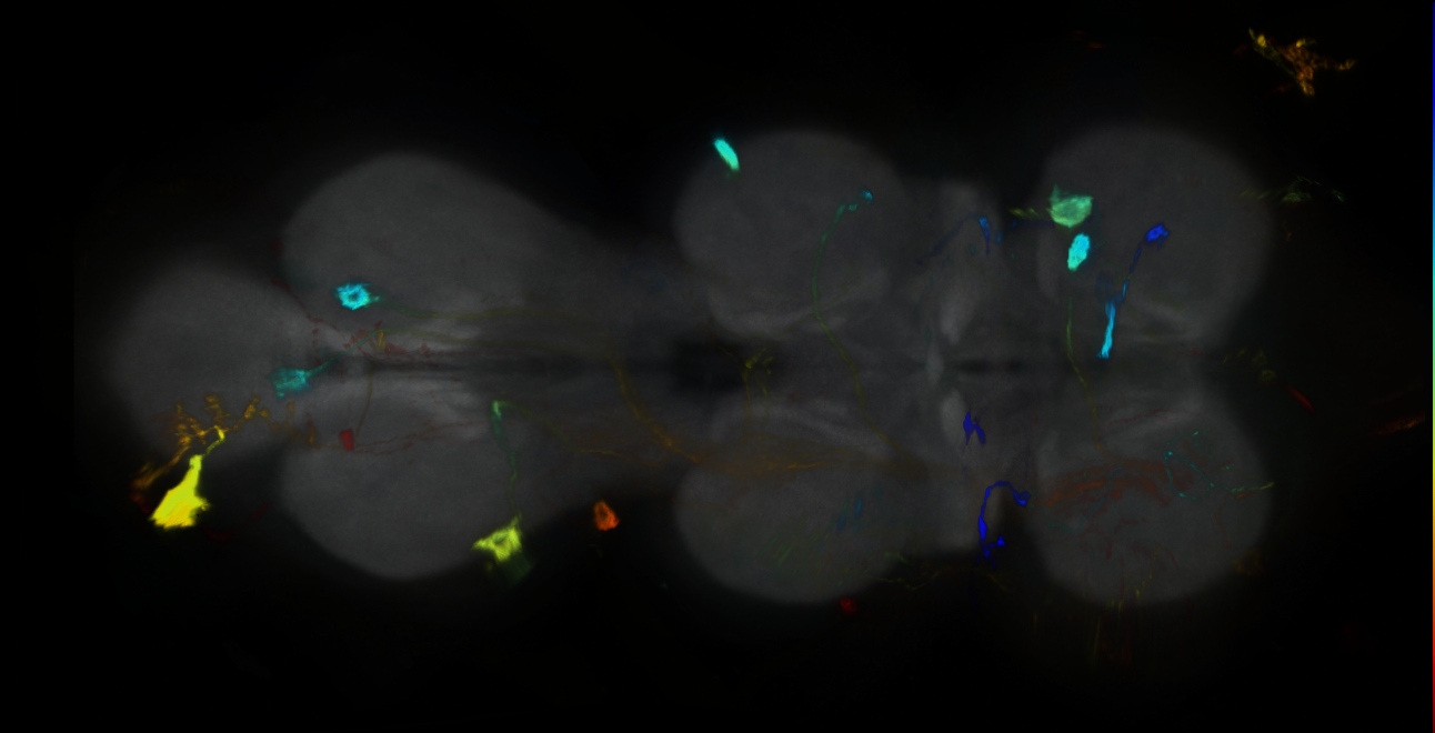 P{GMR21C02-GAL4} expression pattern
