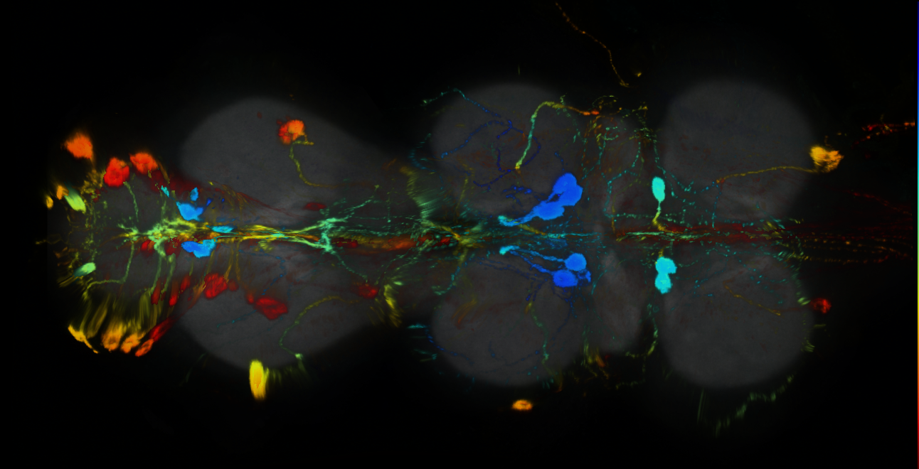 P{GMR21C09-GAL4} expression pattern
