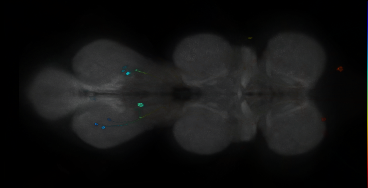 P{GMR21D08-GAL4} expression pattern